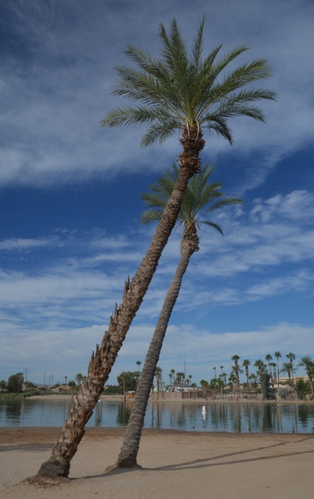palm tree